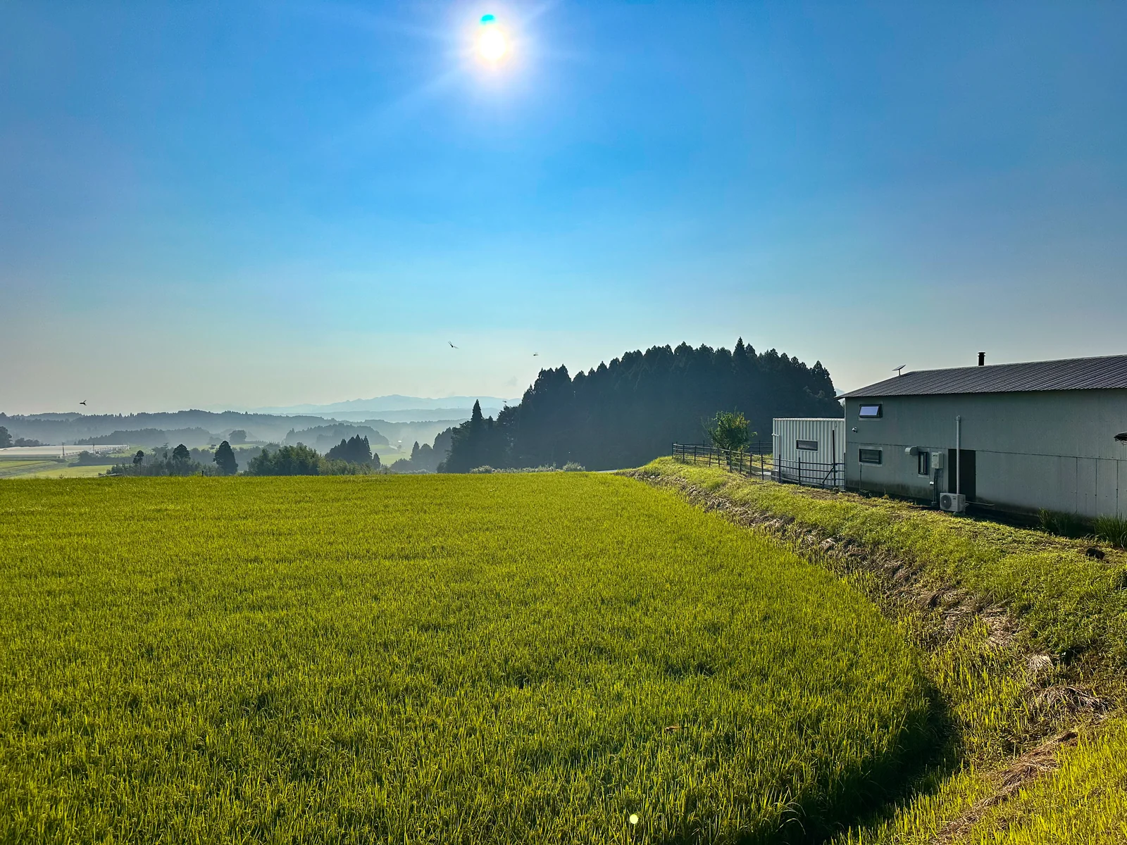 朝の日差しを受ける田んぼと右手に見えるロッジ